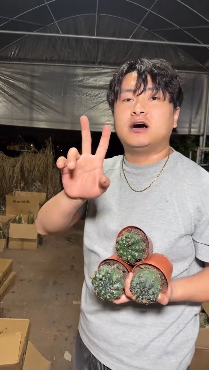 5颗 实生根 绯花玉 4-6cm