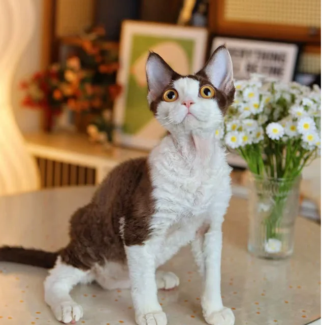 拿铁 咖白 弟弟 德文卷毛猫