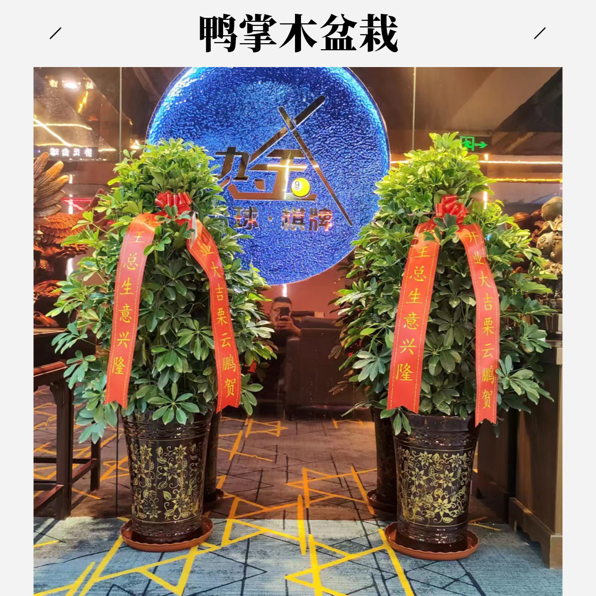 开业必备招财树鸭掌木1.5米以上1盆