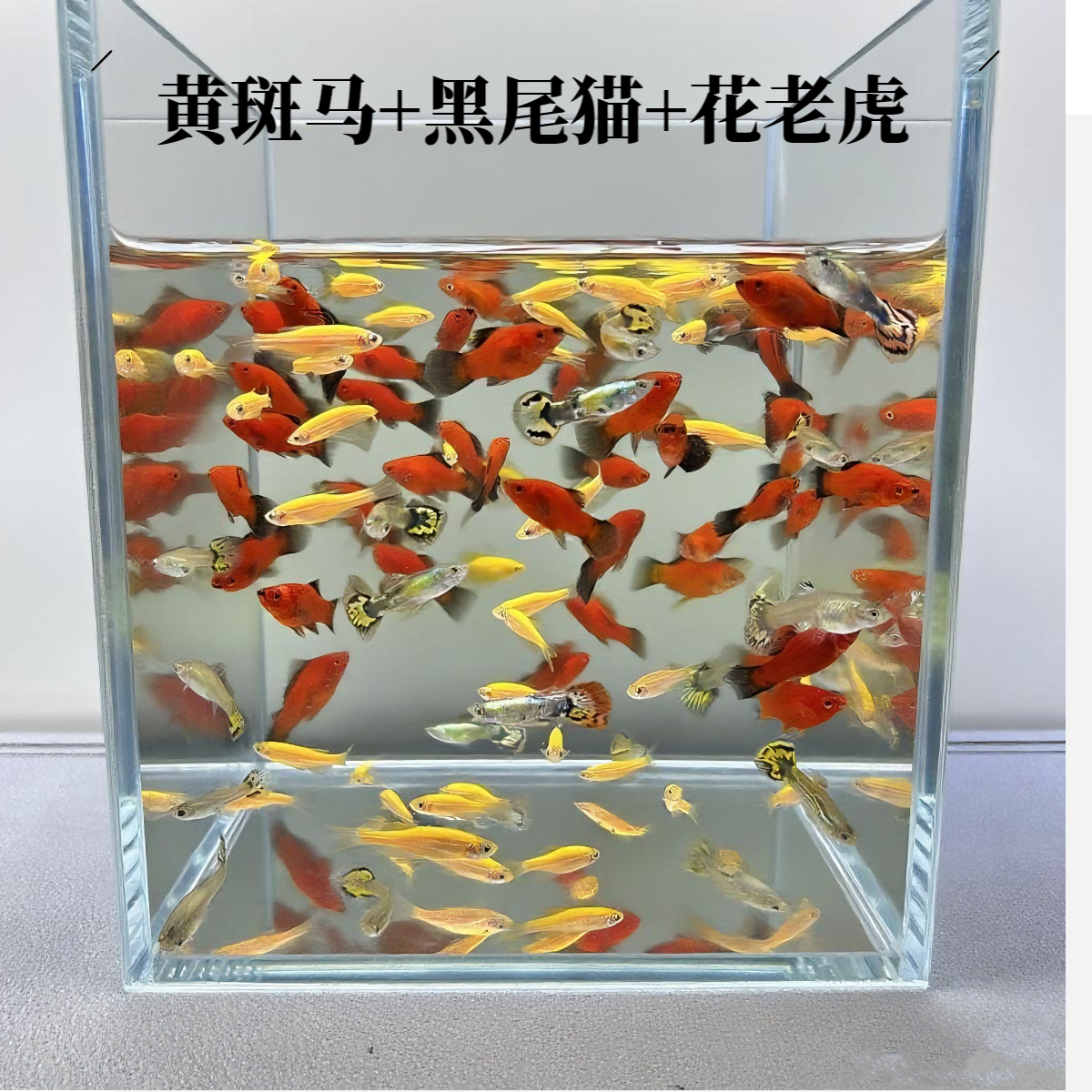 高货套餐斑马鱼黑尾猫孔雀花老虎杂袍孔雀鱼好养耐活繁殖胎生鱼