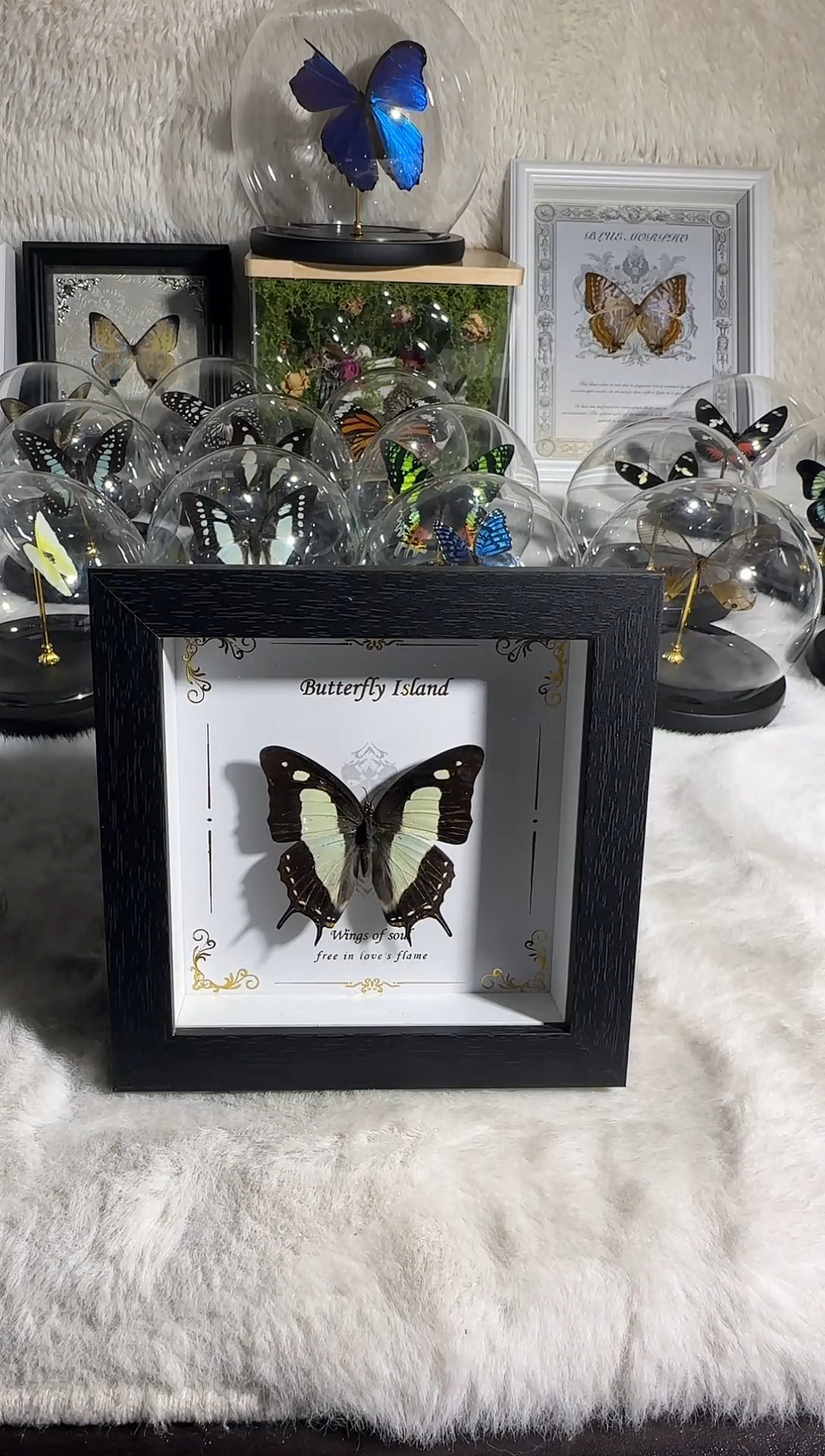 有机玻璃二尾蛱蝶     