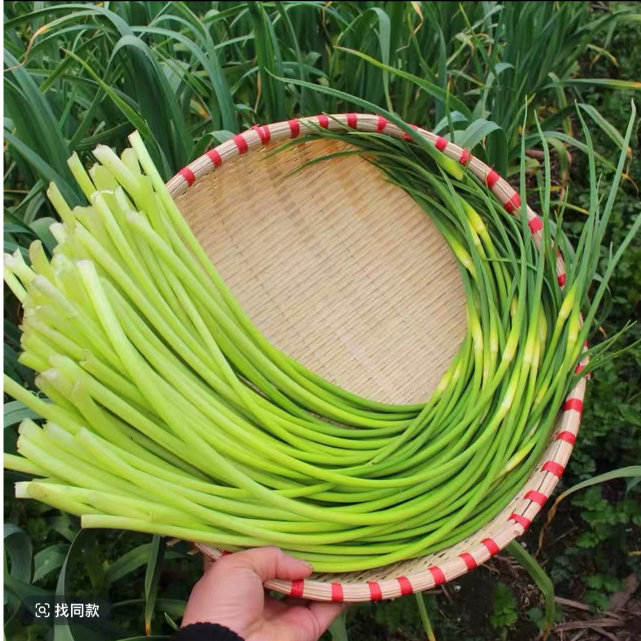 【产地直发】金杞蒜苔鲜嫩翠绿当季美味蔬菜可炒菜可腌制便宜