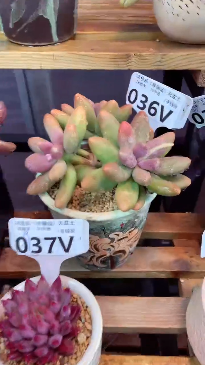036V（一物一拍，精品多肉，w所见即所得 ）
