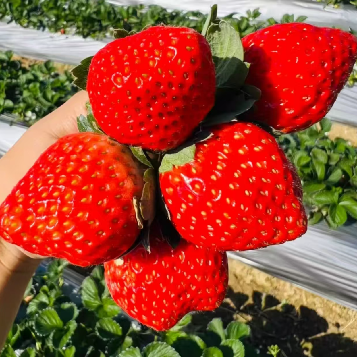 x【草莓皇后】长丰红颜99草莓奶油草莓大扁果多倍体草莓顺丰京东包邮送货上门