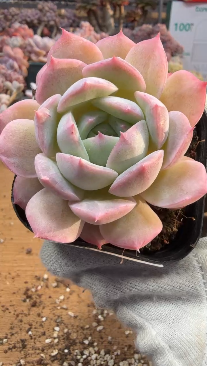 东云多肉园三店-133