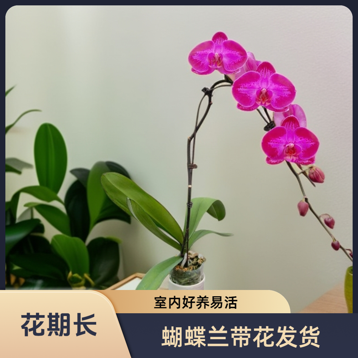 （盗梦空间）蝴蝶兰带花发货桌面绿植花卉盆栽