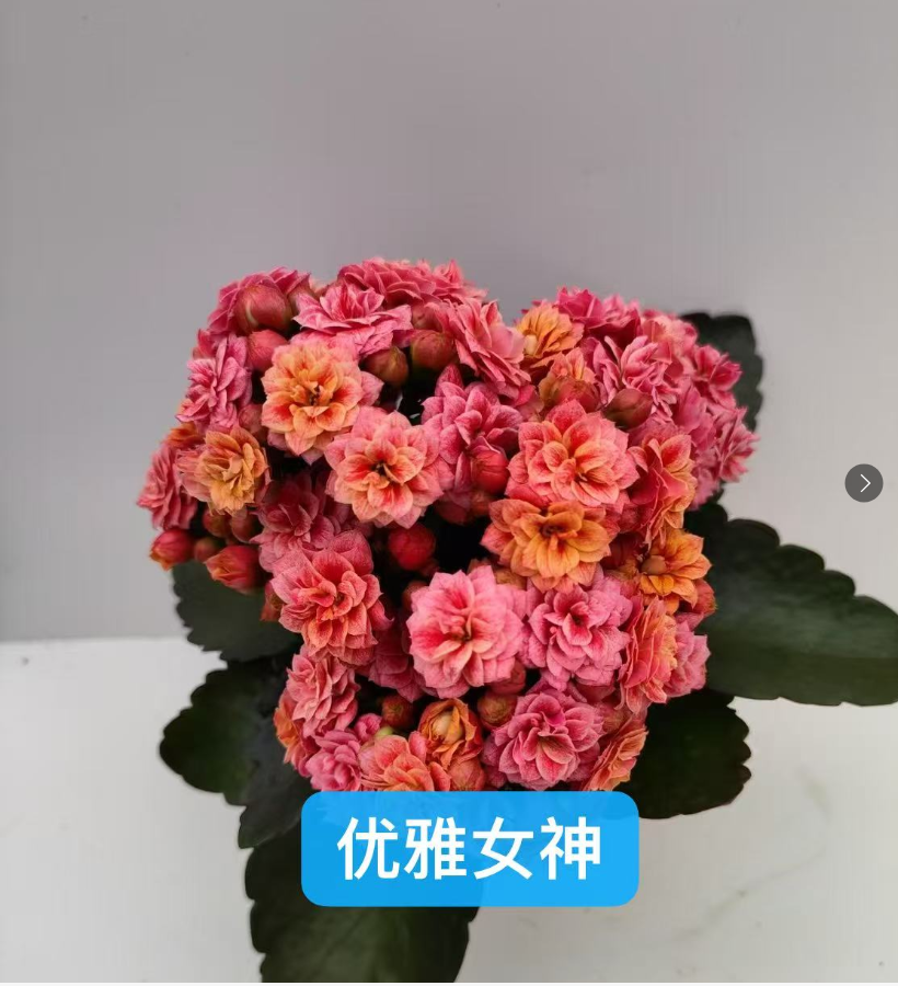 120优雅女神老桩长寿花  