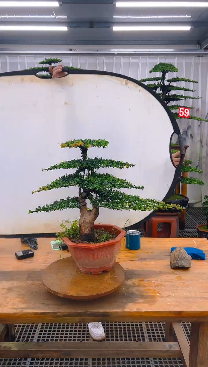 无花朵精品盆景直播间一物一拍