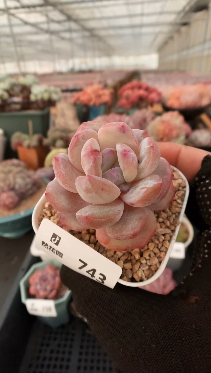 【闪购商品】743星影石化一物一拍