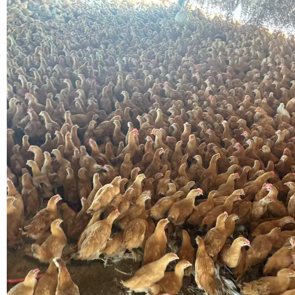 苏禽1号脱温童子鸡