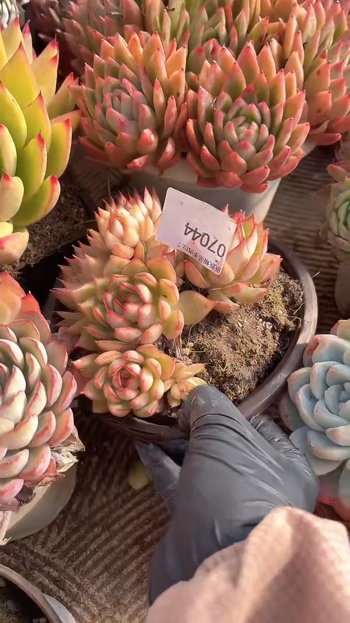 小****8跃跃精品多肉07044