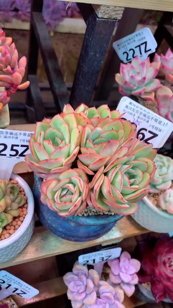 226Z（一物一拍实付满28发货，默认不带盆土）