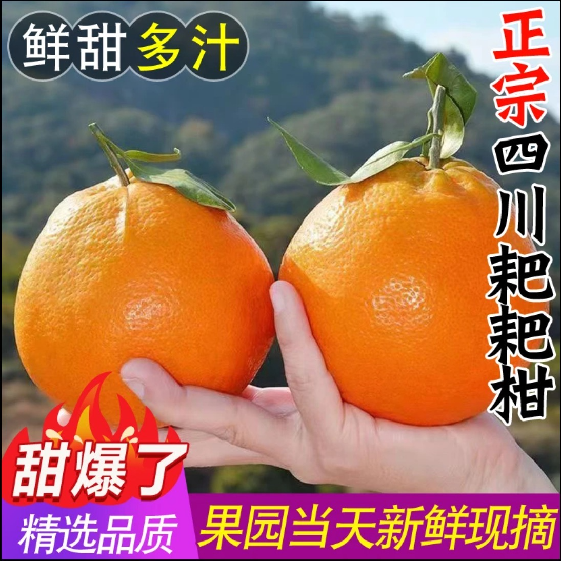 【头茬鲜果】四川春见耙耙柑新鲜水果当季热卖丑橘子耙耙柑百瑞3