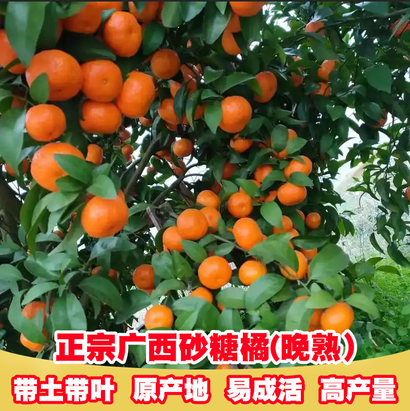 直播专用一物一拍/可庭院地栽也可阳台盆栽/南北方可种植观叶观果