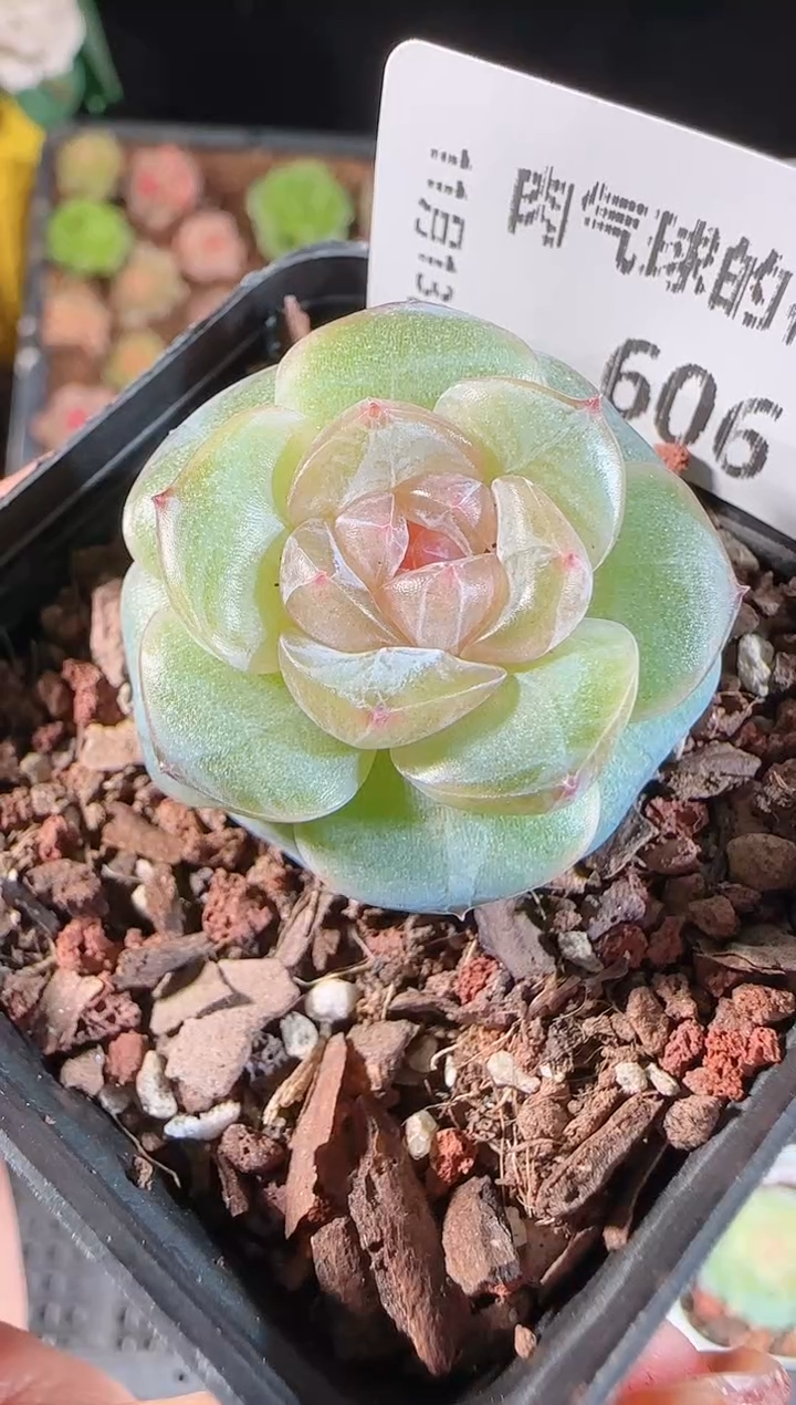 1113-606若画群生不包整