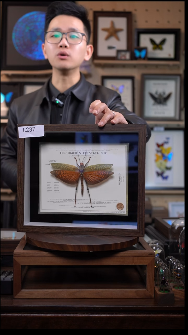 橙斑翅巨蝗昆虫标本l237