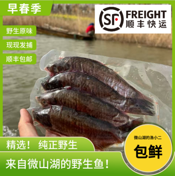 微山湖原生态野鲫鱼顺丰包邮冷链发货清蒸煲汤红烧小猫爱吃零食