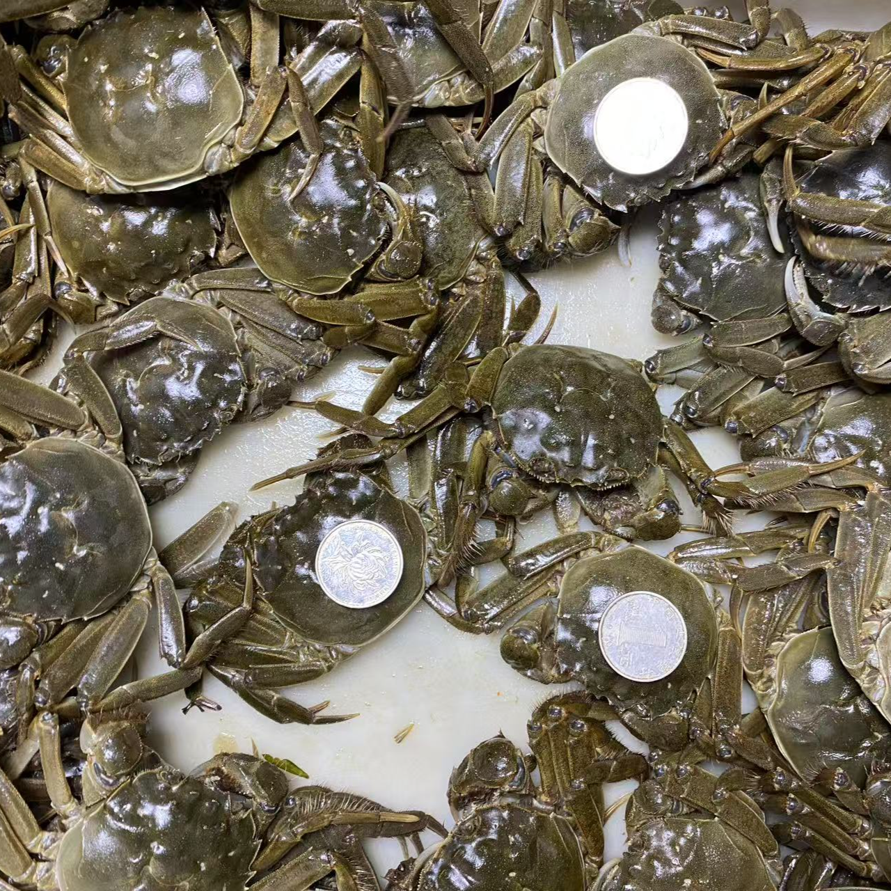 鲜活宠物蟹江苏六月鲜活螃蟹0.9-1.1两20只顺丰包邮