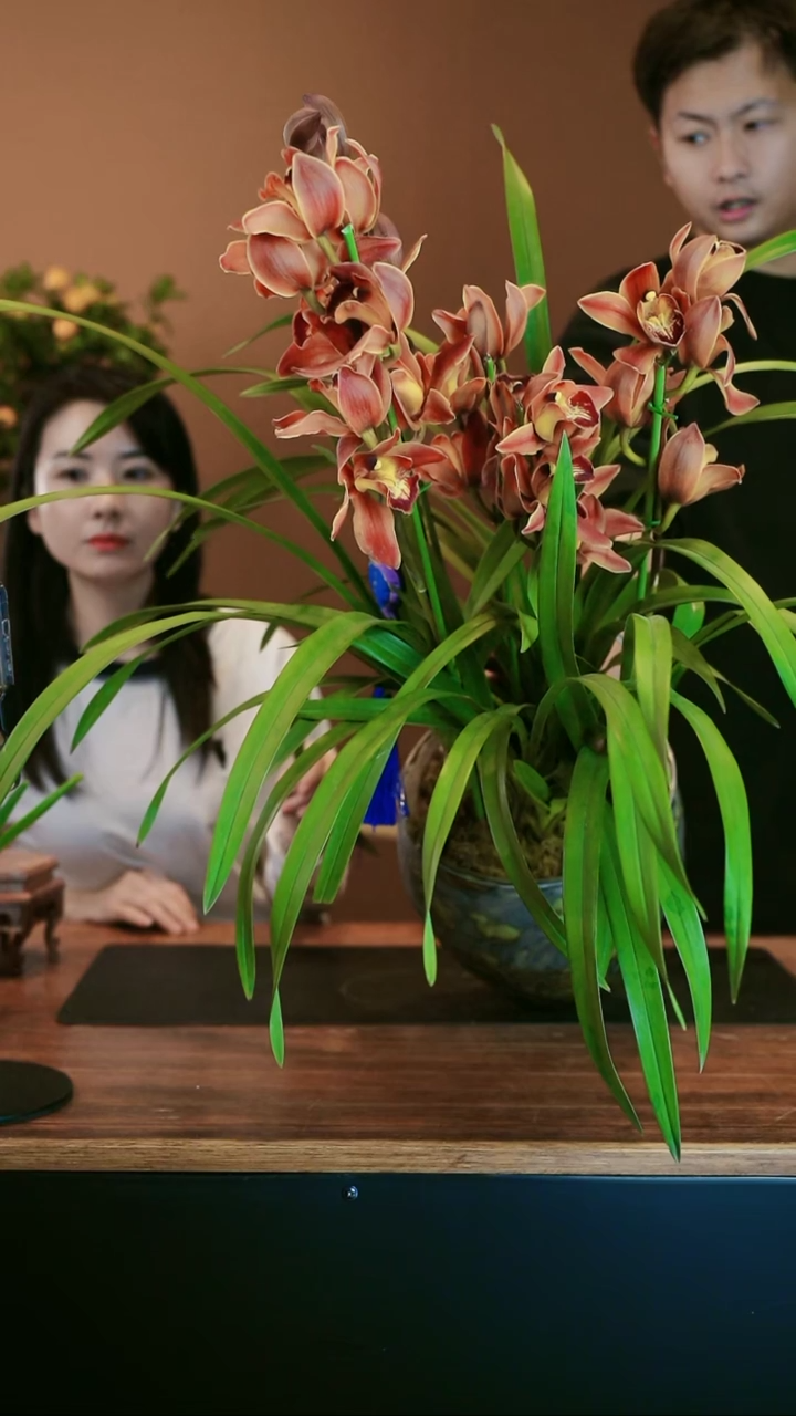 【闪购商品】盆景麒麟