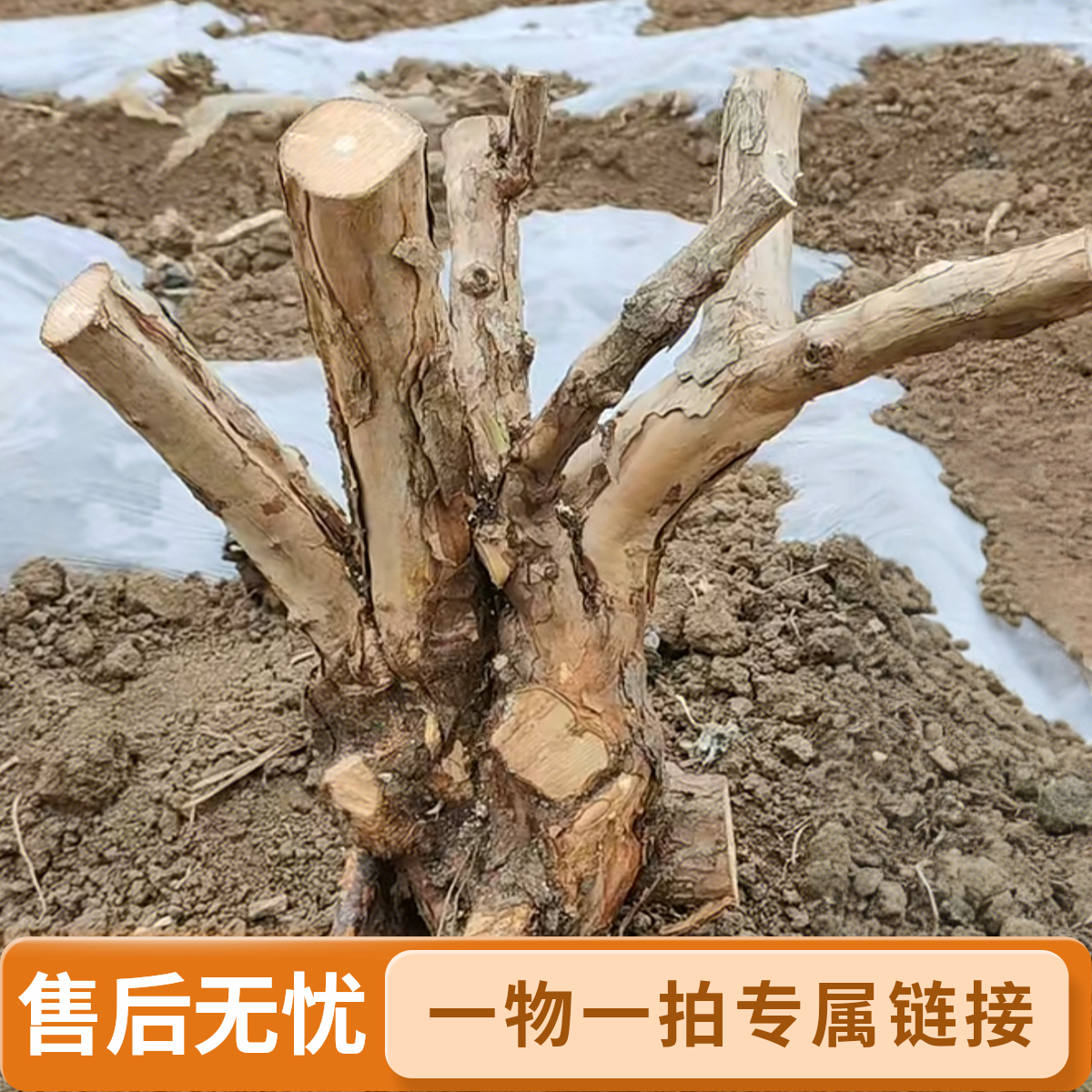 刺梨桩蔷薇科山木香可嫁接月季，玫瑰