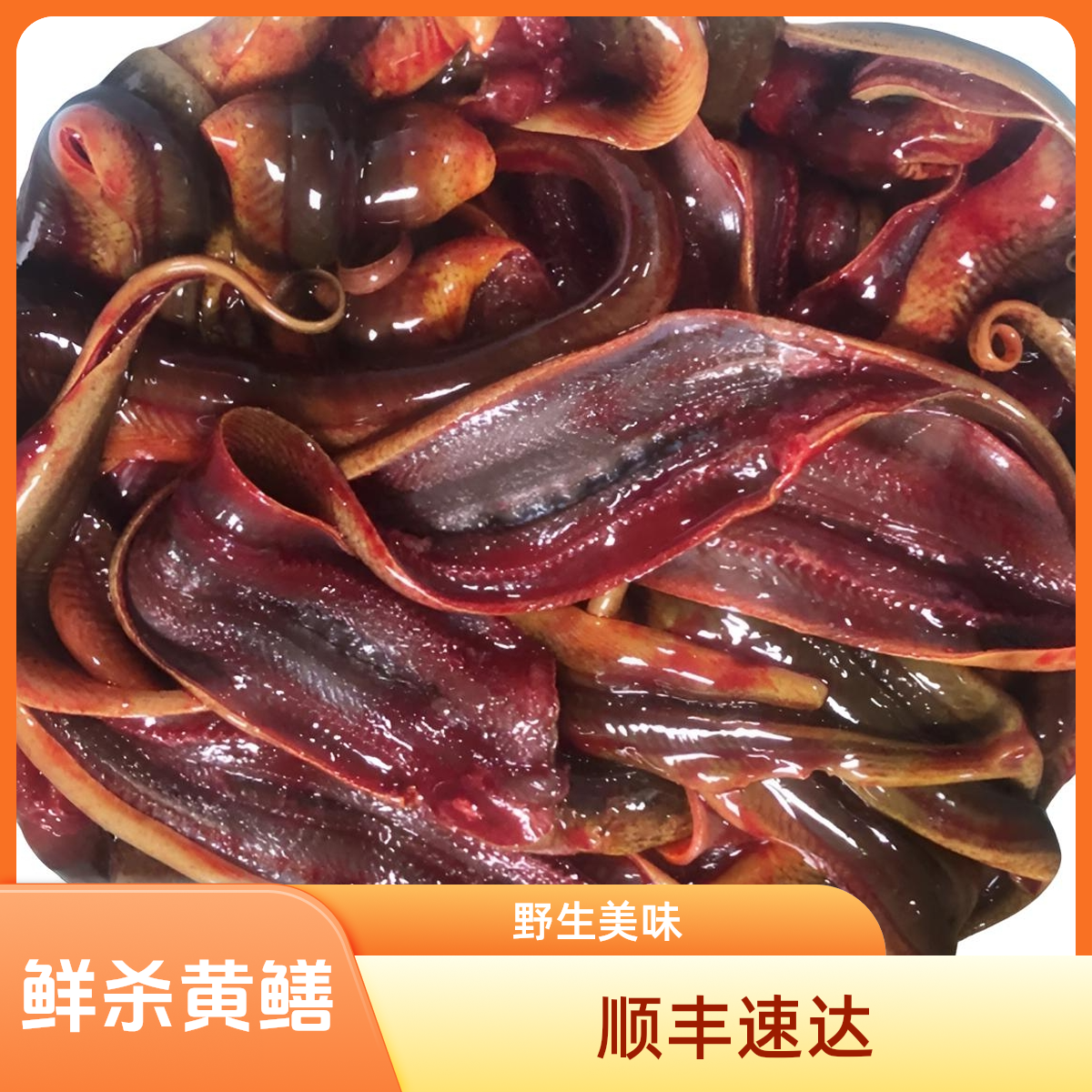 正宗野生黄鳝称重后鲜杀现发顺丰快递包新鲜