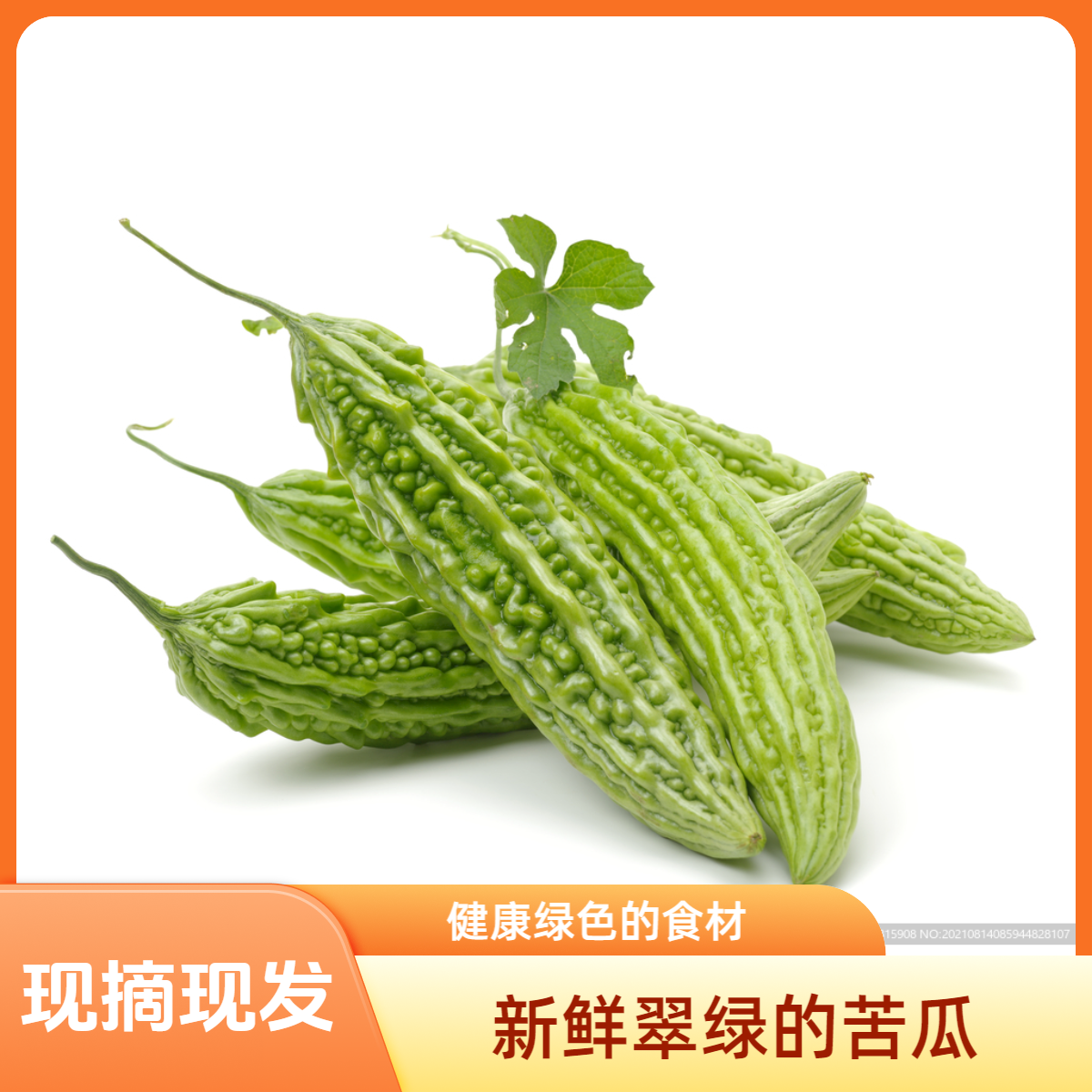新鲜农家自种苦瓜苦瓜蔬菜现摘现在发蔬菜