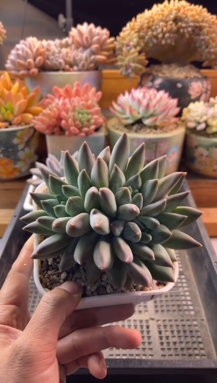 11.24-18重楼11111111111111