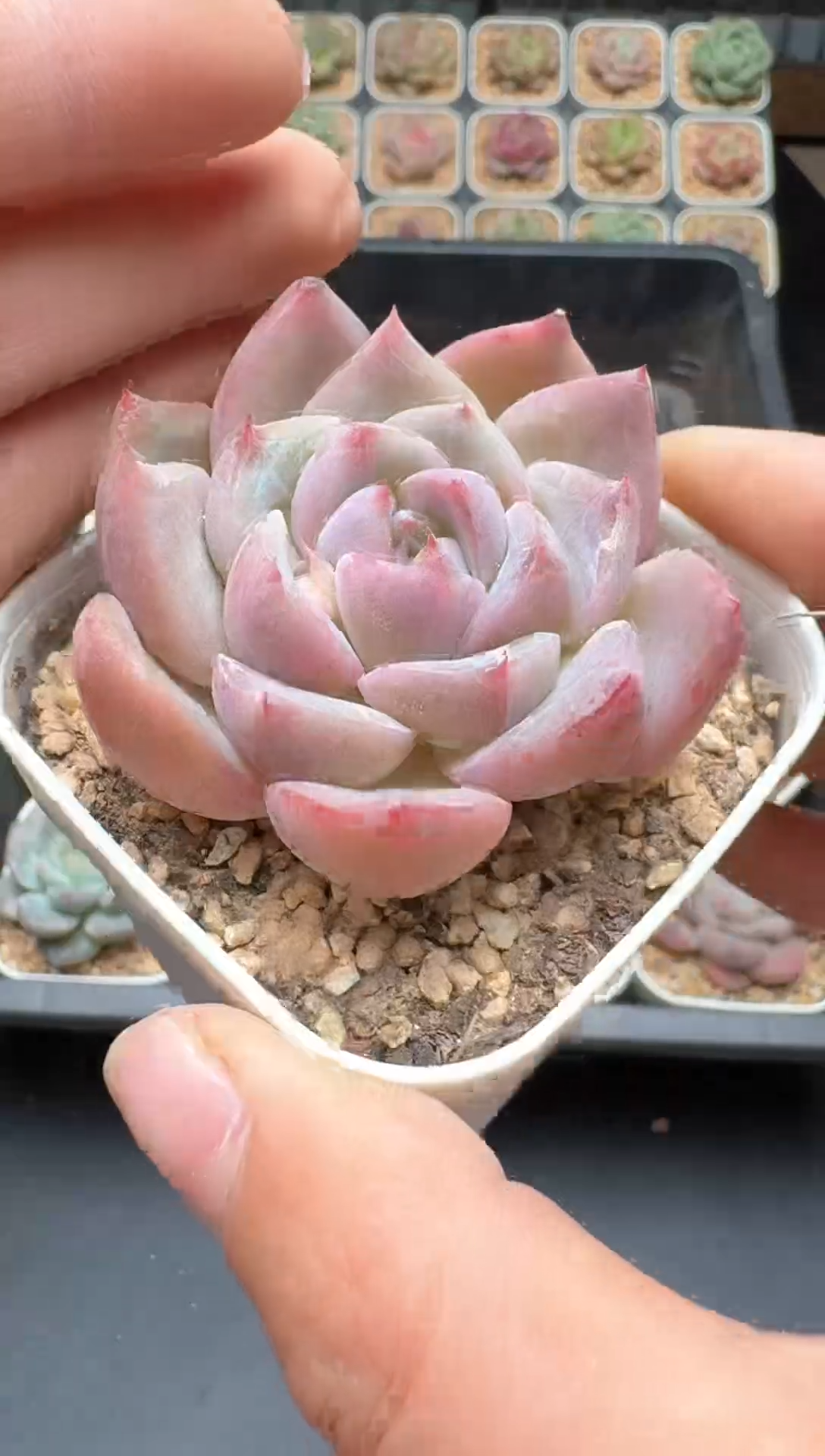 【闪购商品】573号 珍妮杂交多肉 花卉植物