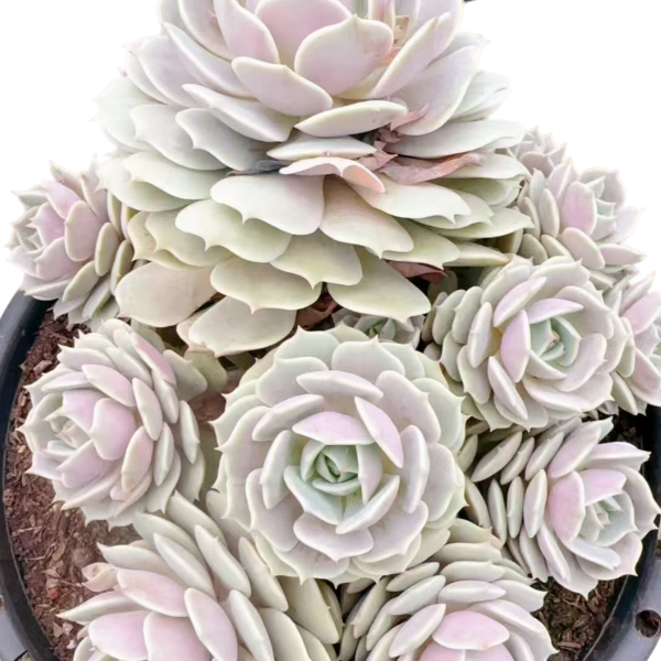 多头露娜莲云南昆明发货精品多肉多肉办公室