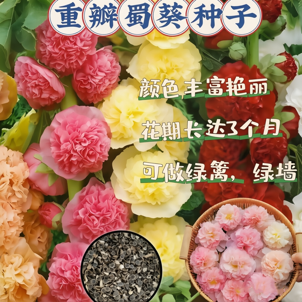 【重瓣蜀葵花种子】四季开花盆栽耐寒易活绿植花卉种子商品图