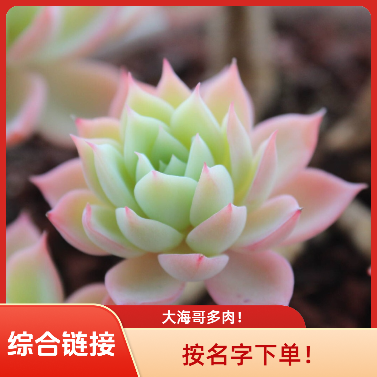 大海哥多肉 综合链接 按名字下单！
