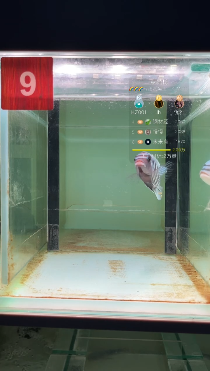 海水三湖慈鲷野生