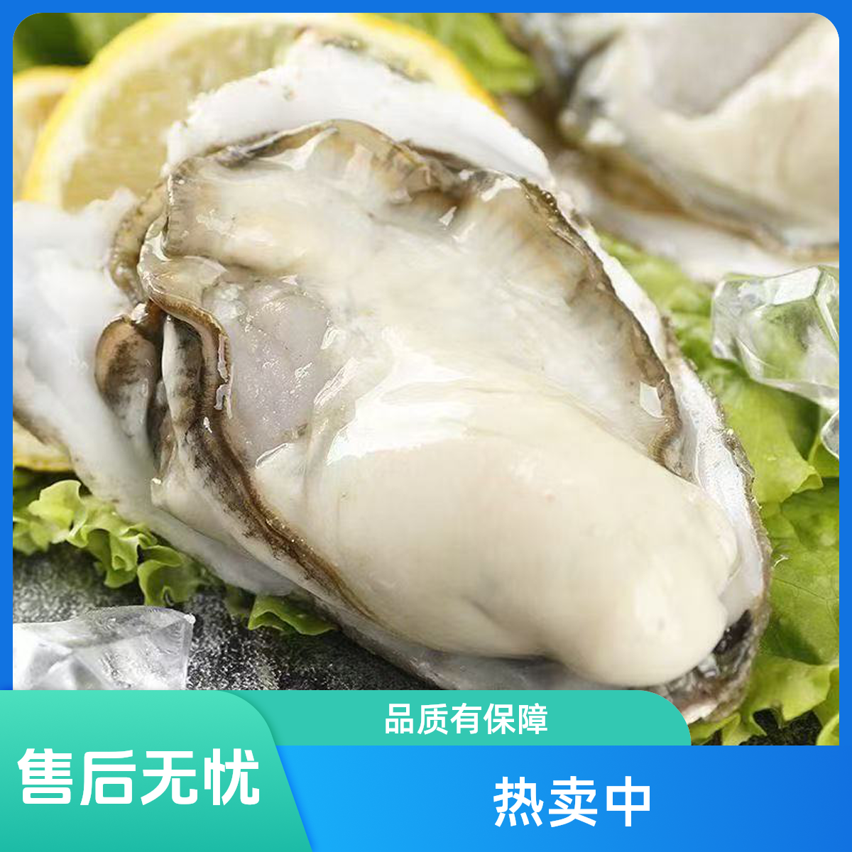 【1-4】10斤4-6两生蚝鲜活牡蛎新鲜超大特大肉海蛎子带箱海鲜刺身