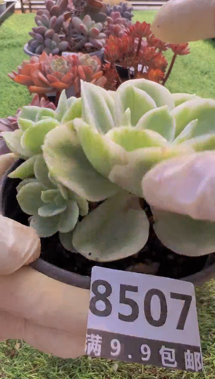 【闪购商品】信福多肉一物一拍