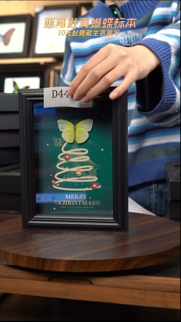 微瑕蝴蝶标本摆件一口价d447