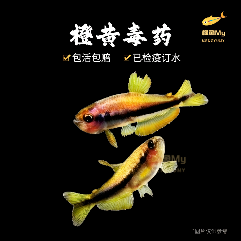 橙黄DY新品种小型灯鱼热带鱼南美高端草缸鱼观赏鱼