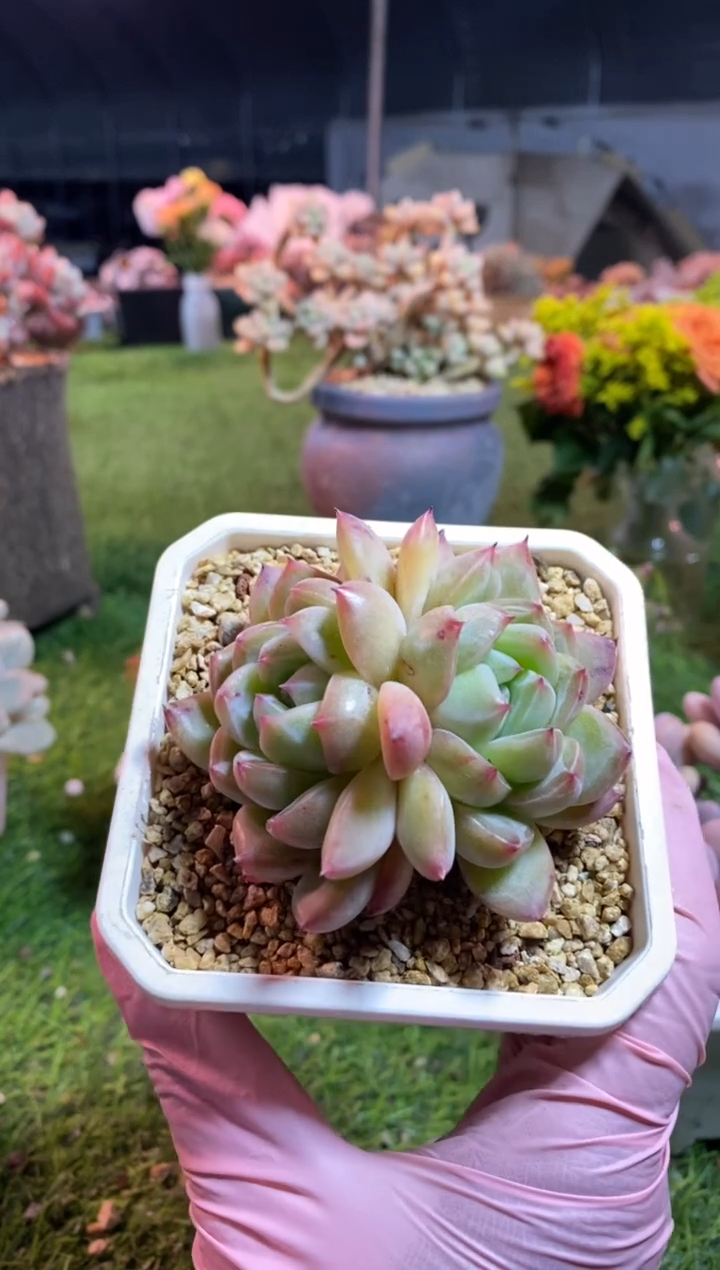 【闪购商品】0227a