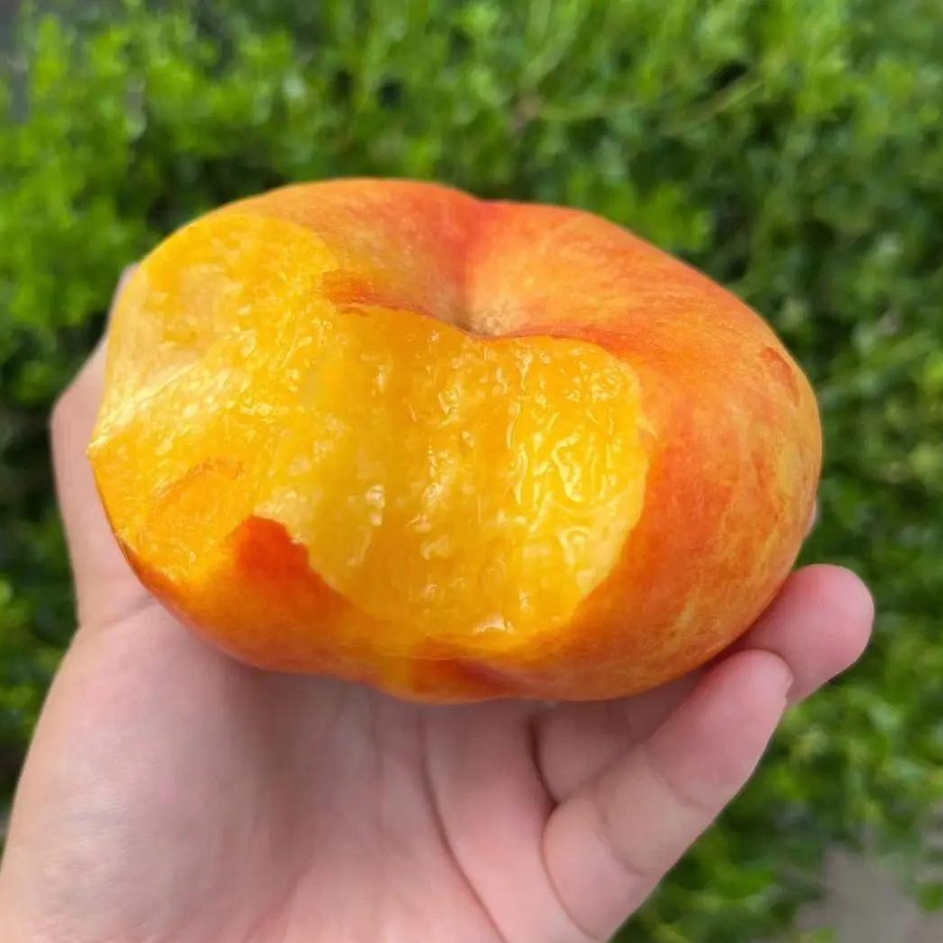 【顺丰包邮】彩虹油蟠桃 头茬油蟠桃现摘现发 当季新鲜水果河南省