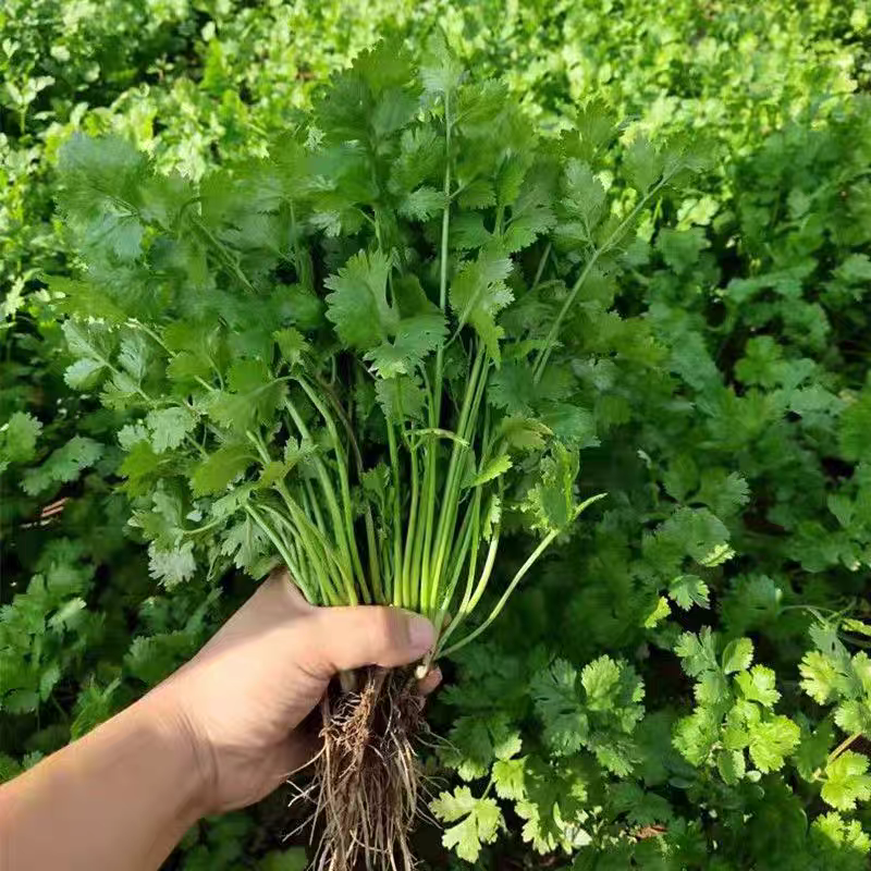 大连神农谷绿色香菜买1斤送1斤京东送货上门