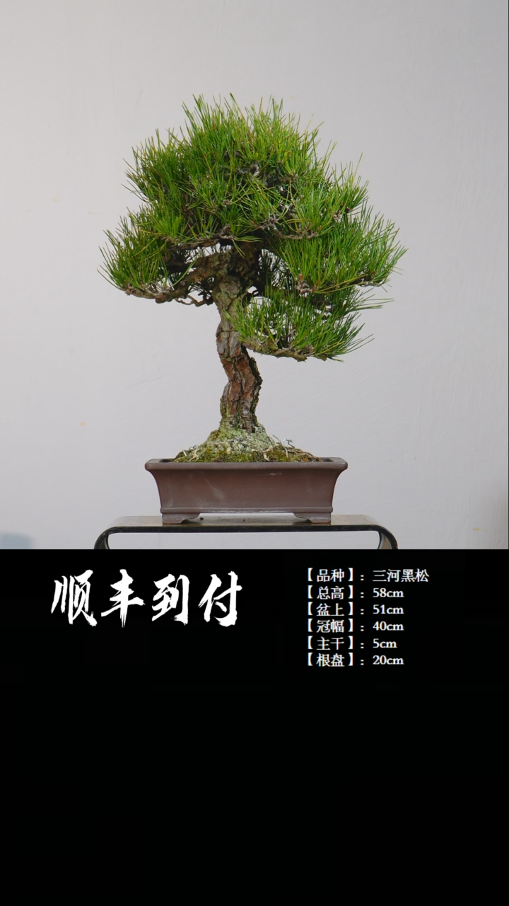 【闪购商品】1c882三河黑松bubaoyou