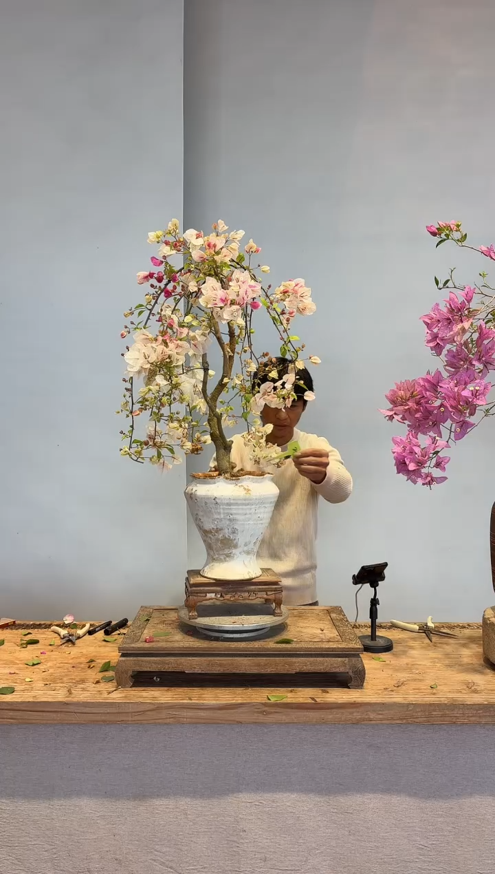 以实际为准三角梅25