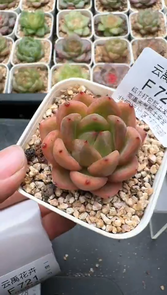 720F云禹多肉植物 默认脱土纸巾打包 3颗包邮