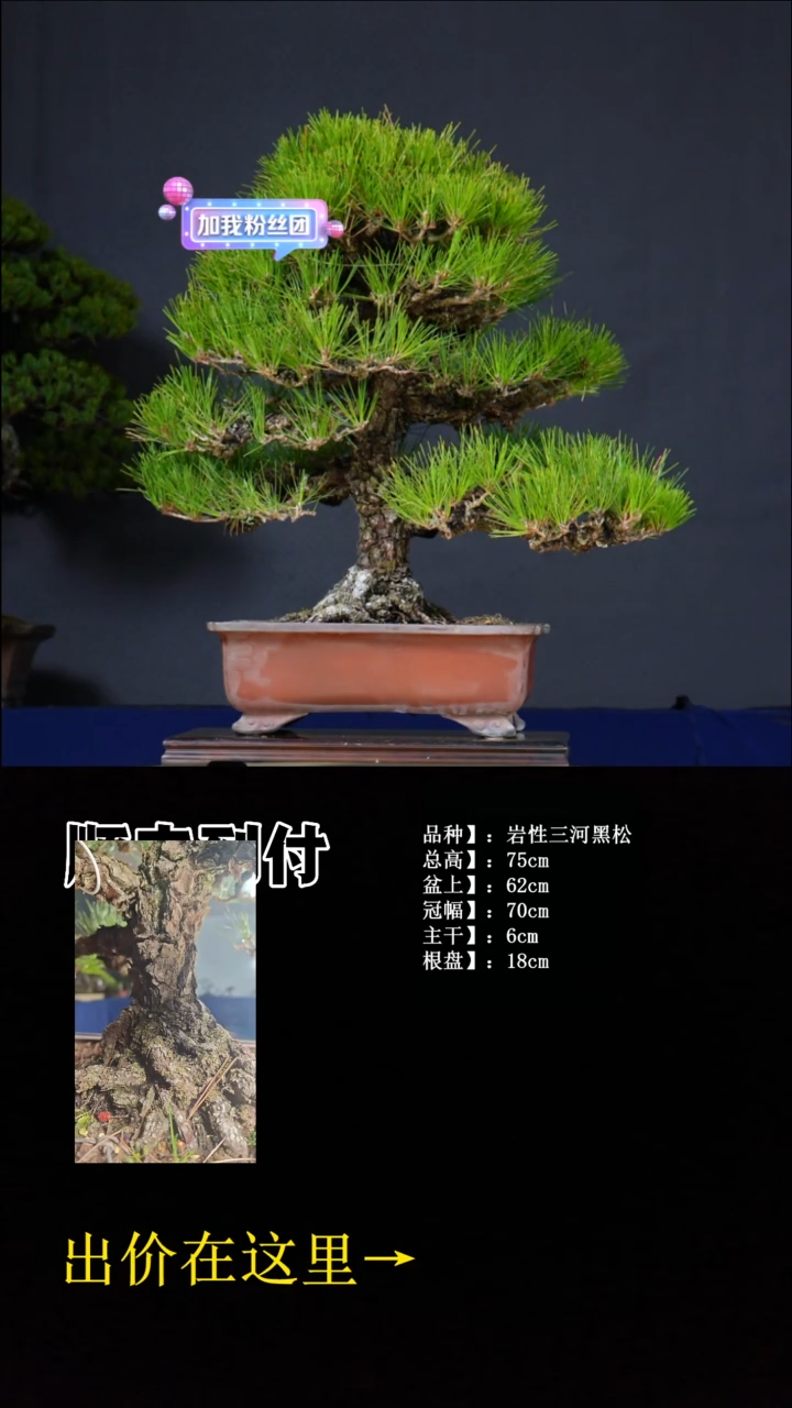 无花朵T***r三河黑松 不包邮