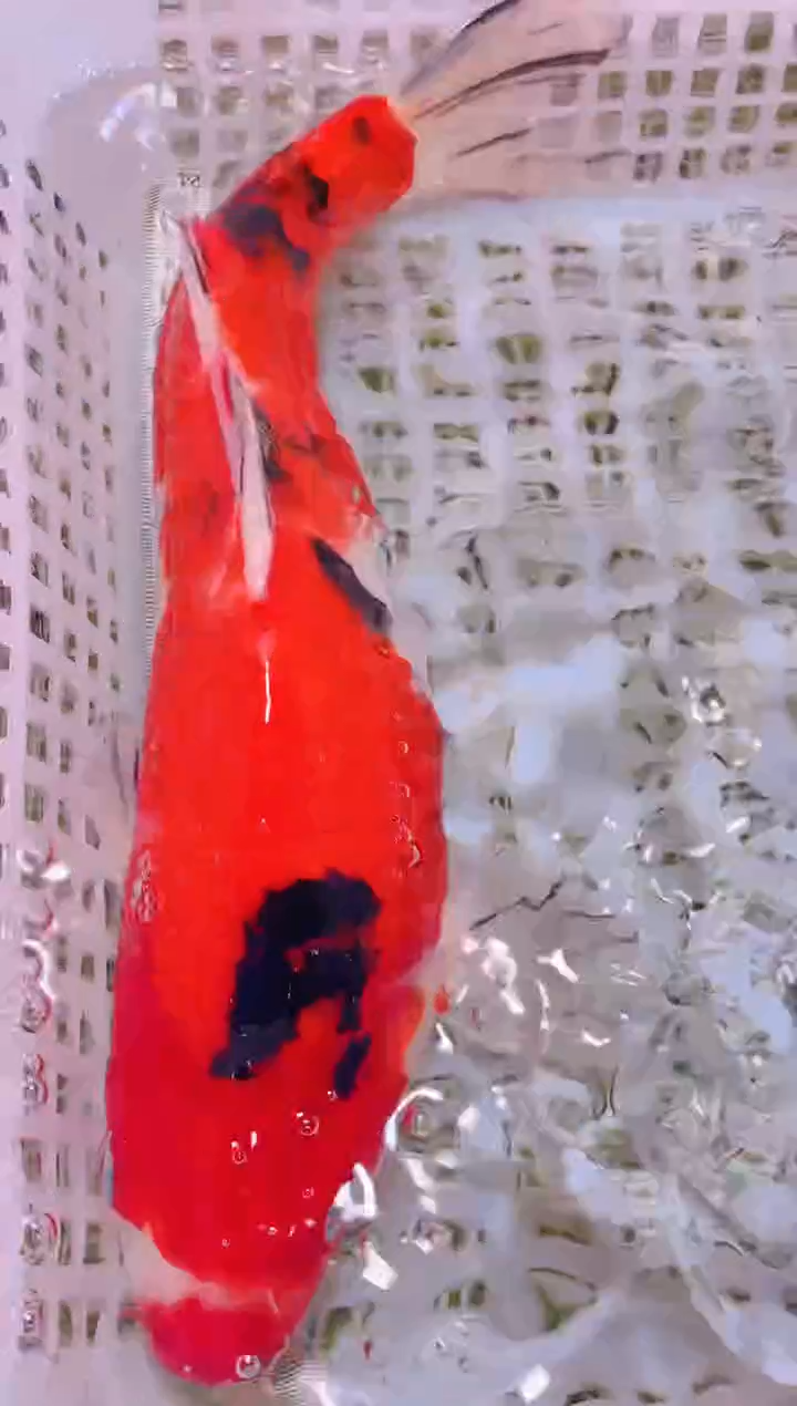 锦鲤冷水观赏鱼全场包邮74