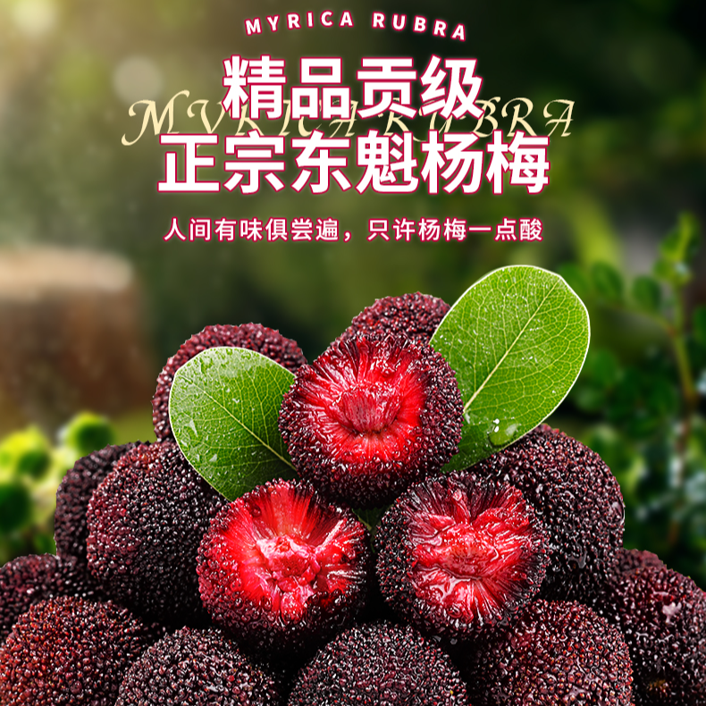 （仙居正宗东魁杨梅）现摘现发浙江省买三斤送三斤新鲜杨梅杨梅同城送浙江省