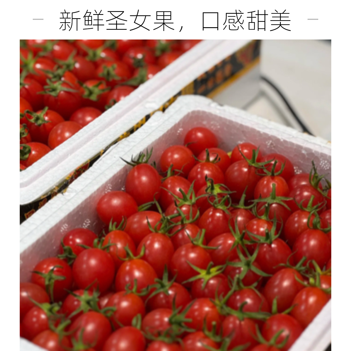 【配送到家】电白千禧圣女果又脆又甜薄皮薄汁一份500g千禧圣女果山东省