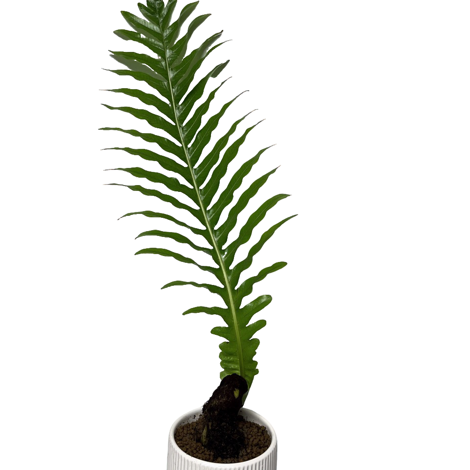 室内绿植王冠蕨可批发  