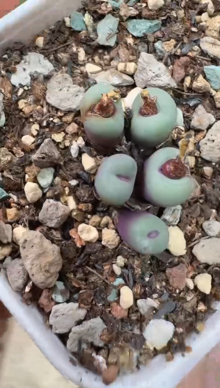 开***家28-385多肉植物肉锥SSW