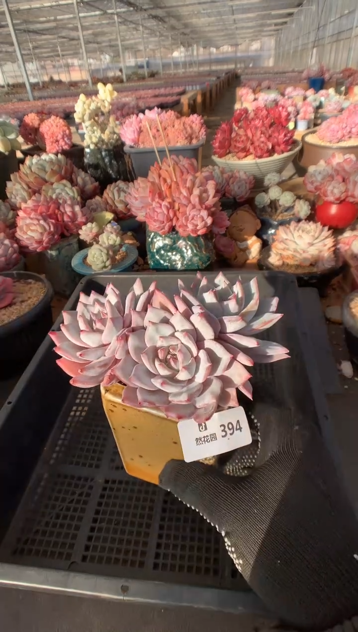 394粉蓝鸟多肉植物一物一拍