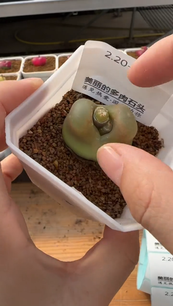 【闪购商品】20-214